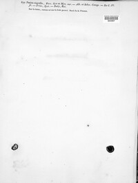 Pseudoplectania nigrella image